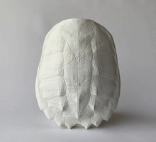 Snapping Turtle Shell: Fossil