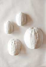 River Turtle Shell: Fossil