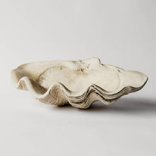 Large Clam Shell: Fossil