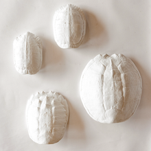 Map Turtle Shell: Fossil