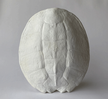 Sea Turtle Shell: Fossil