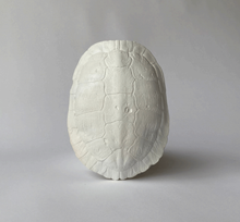 River Turtle Shell: Fossil