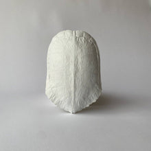 Map Turtle Shell: Fossil