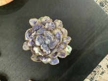 XL Oyster Shell Trinket Tray