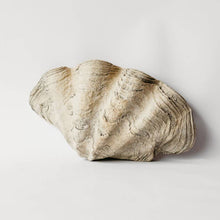 Large Clam Shell: Fossil